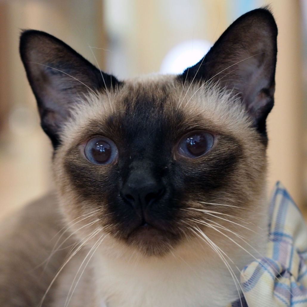 cat1