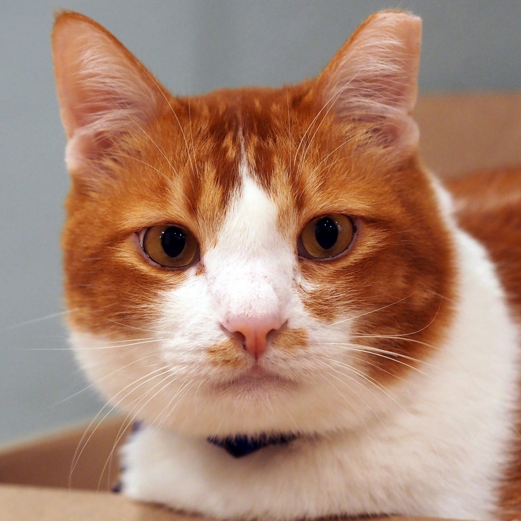 cat1