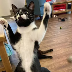 cat1